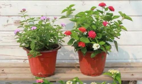 丑角内鬼爆料视频大全最新,揭秘娱乐圈不为人知的秘密 第3张 丑角内鬼爆料视频大全最新,揭秘娱乐圈不为人知的秘密 第3张