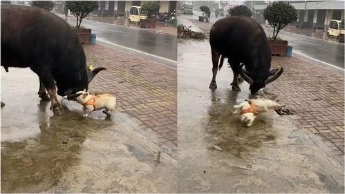 水牛配方爆料视频播放,爆款视频背后的播放奇迹  第2张